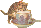 kitten sipping from a teacup